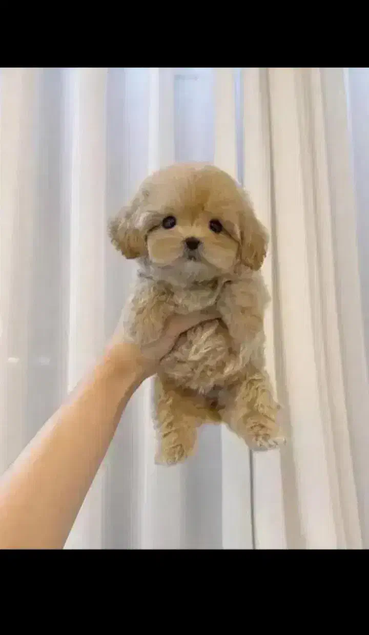 پودل عروسکی|سگ|شیراز, دکتر حسابی|دیوار