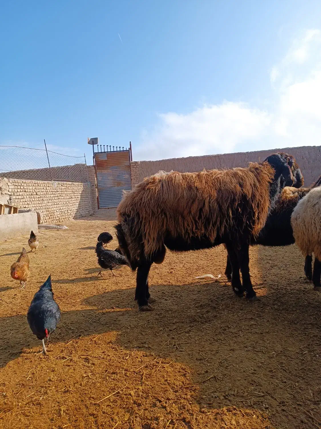 قوچ|حیوانات مزرعه|نیشابور, میدون بار|دیوار