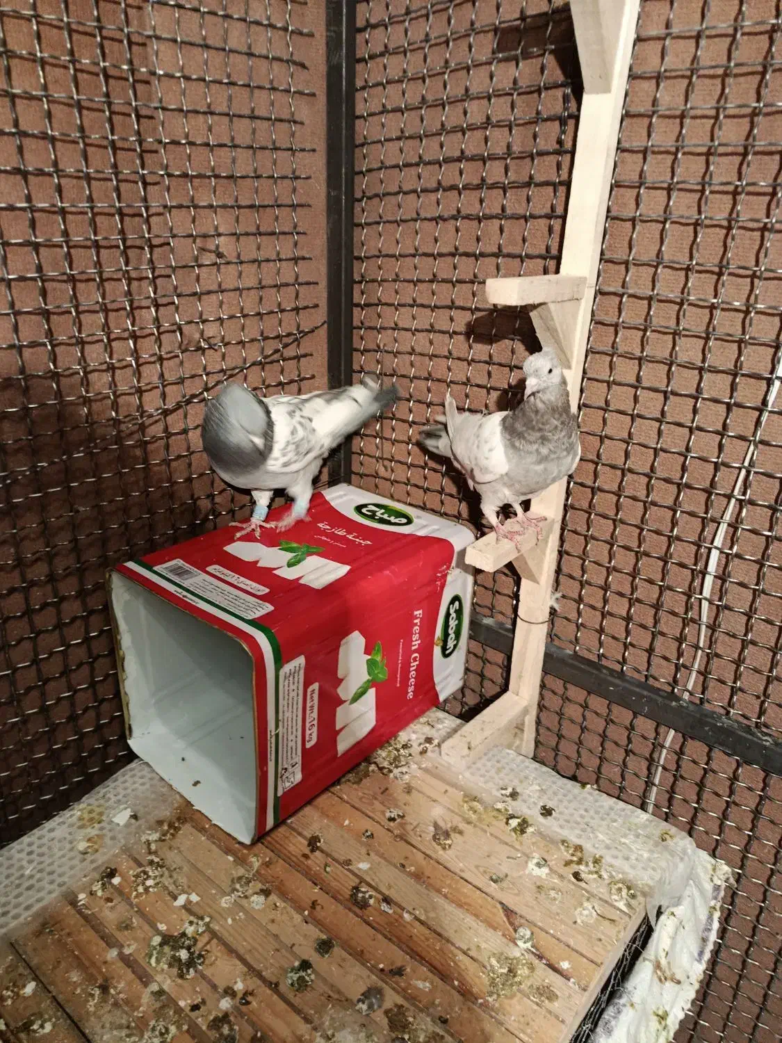 کفتر بزک سینه سوسنی جفتی|پرنده|شیراز, شیخ علی چوپان|دیوار