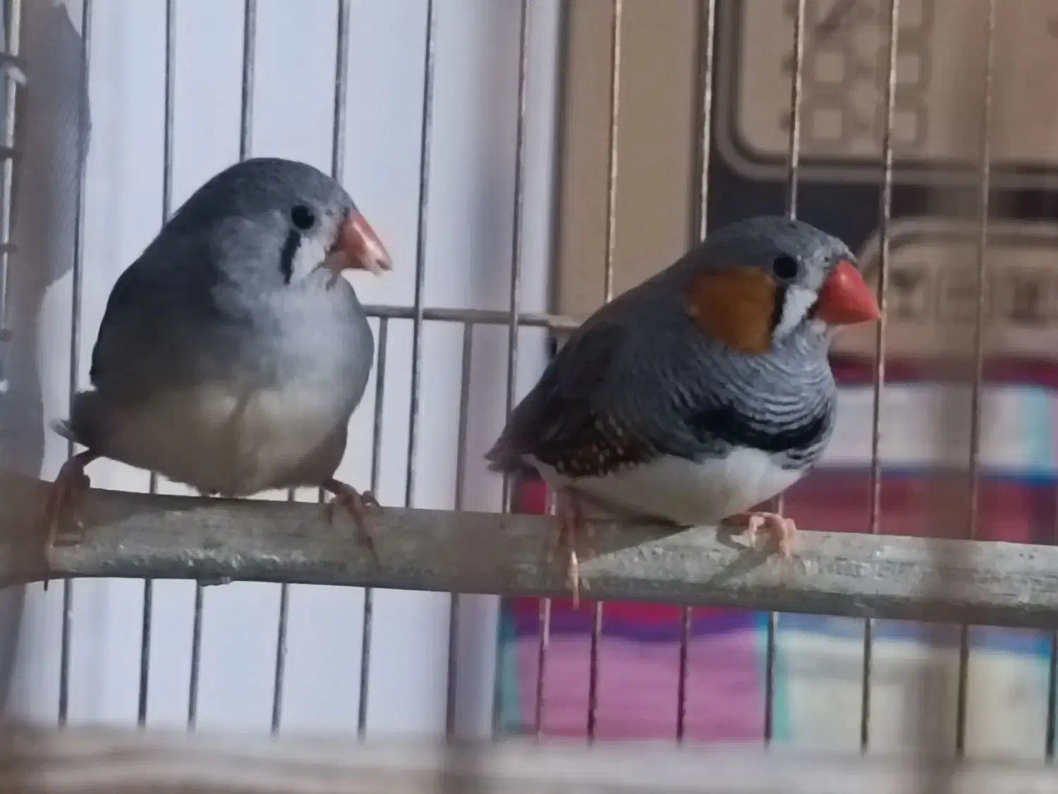 فنچ گورخری|پرنده|ارومیه, |دیوار