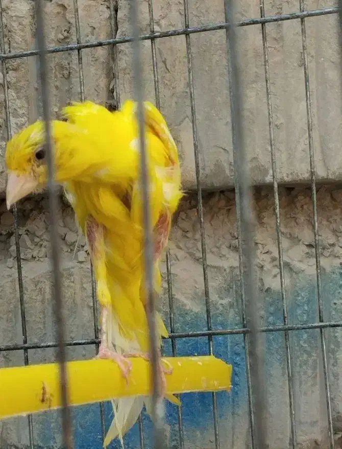 قناری جیبر و یکسر|پرنده|شیراز, فرودگاه شهید دستغیب شیراز|دیوار