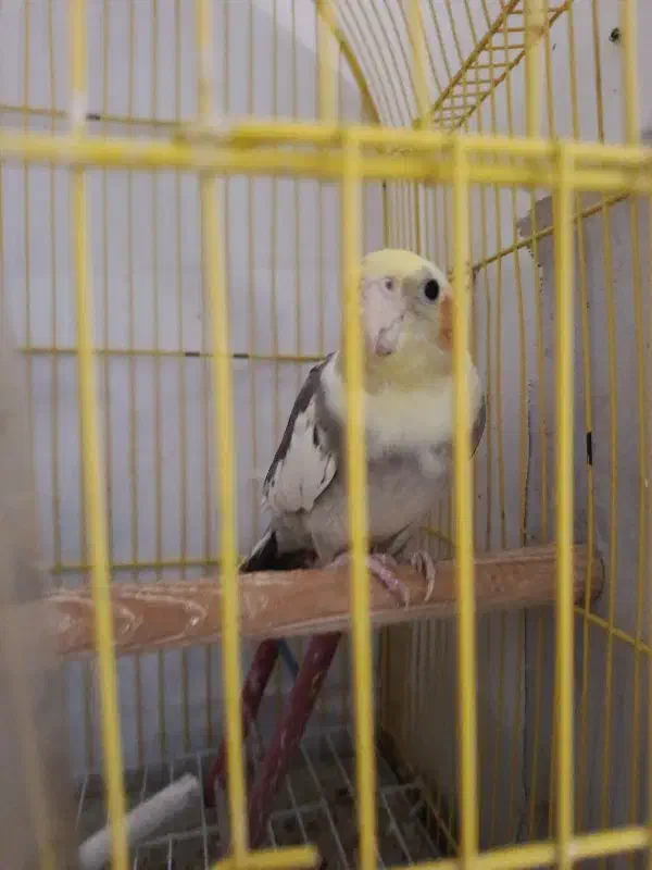 عروس هلندی زیبا و فول اهلی|پرنده|تبریز, |دیوار