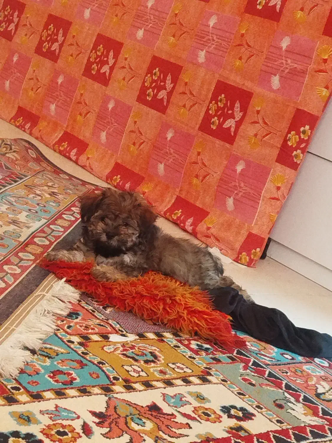 سگ شیتزو کوچولو 10سانتی|سگ|فولادشهر, مسکن مهر فولادشهر|دیوار