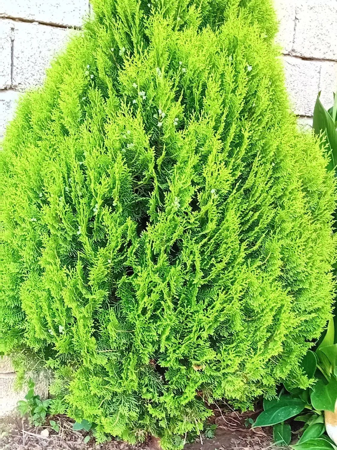 کامیس|گل و گیاه طبیعی|کلاچای, |دیوار