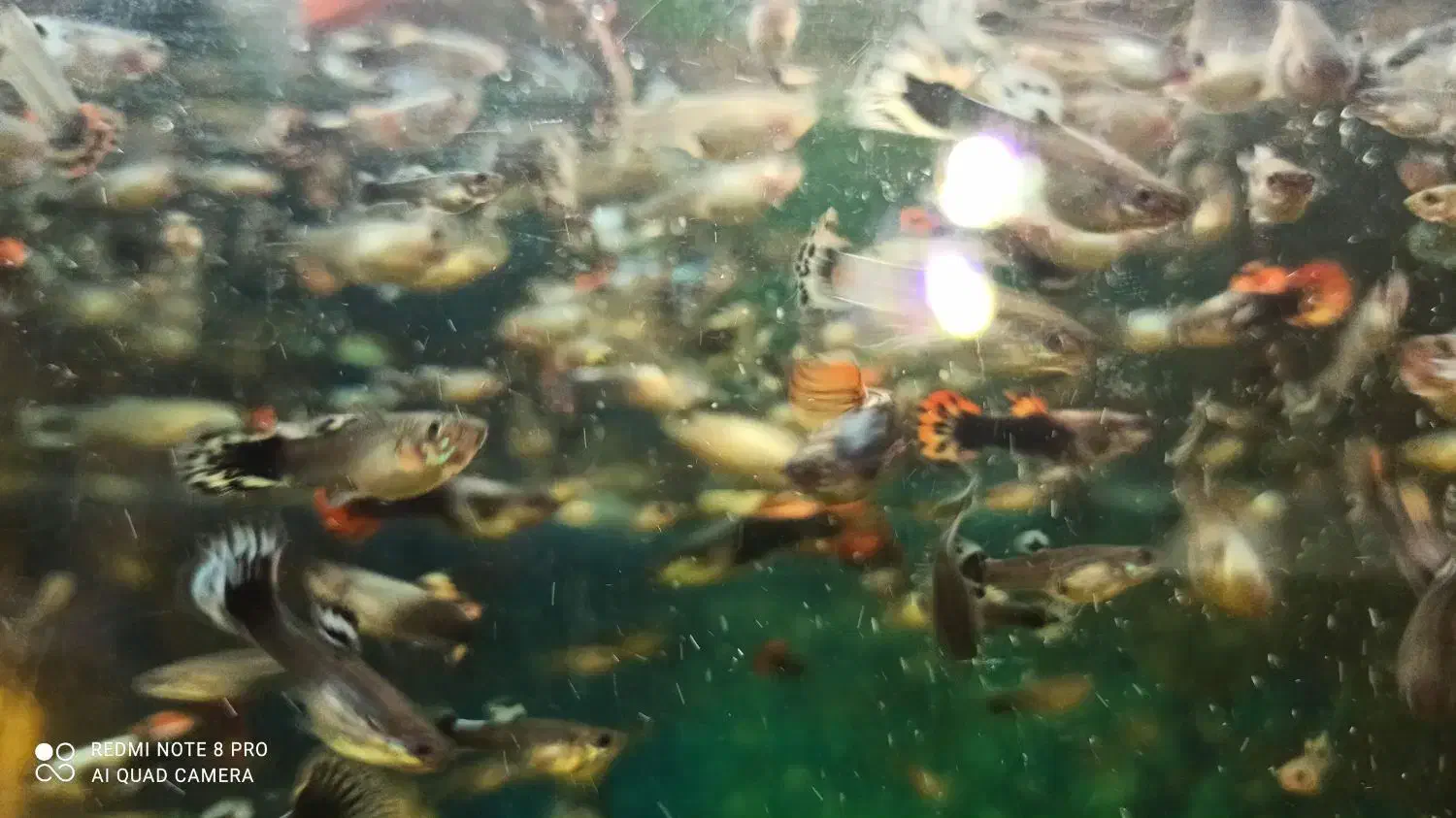 ماهی گوپی|ماهی|اصفهان, شهشهان|دیوار