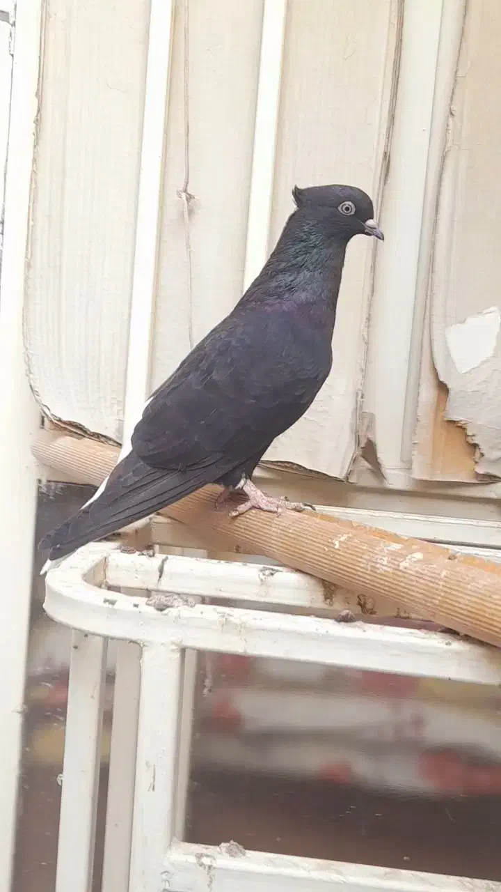 سیاه دمسفید ماده رامهرمز|پرنده|اهواز, بعثت|دیوار