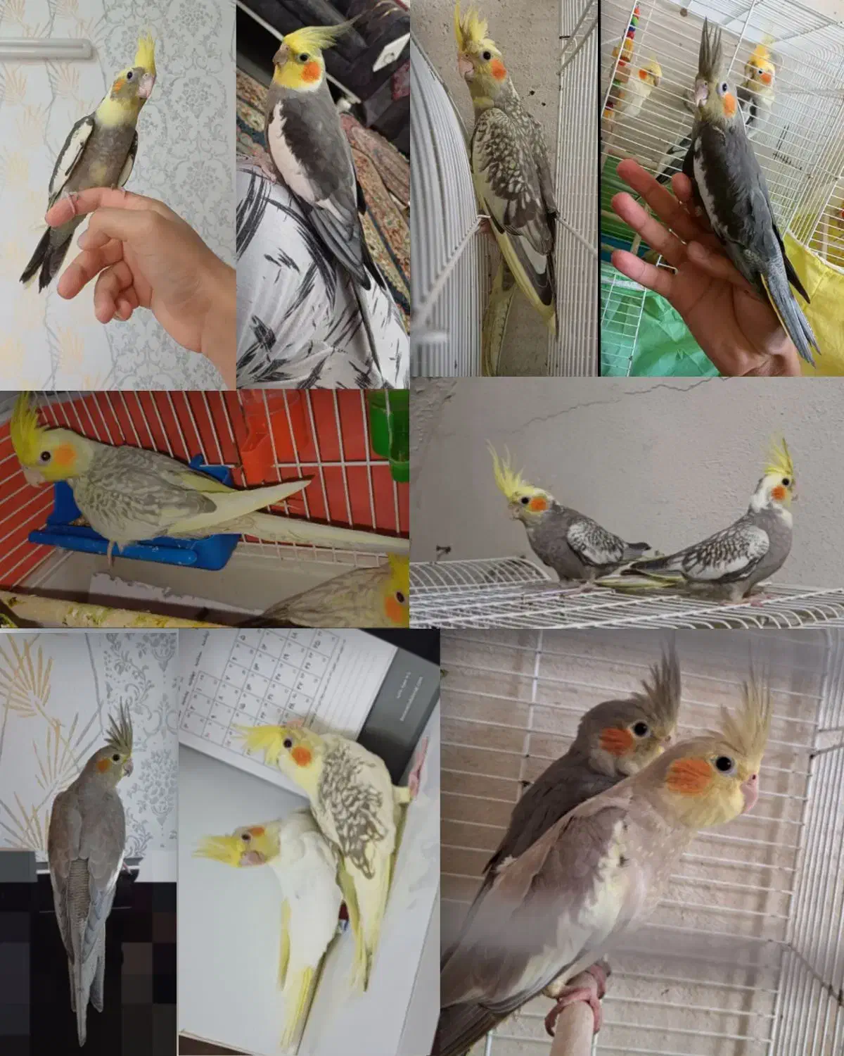 خریدار عروس هلندی شما فروشی هم موجوده|پرنده|لاهیجان, لیالستان|دیوار