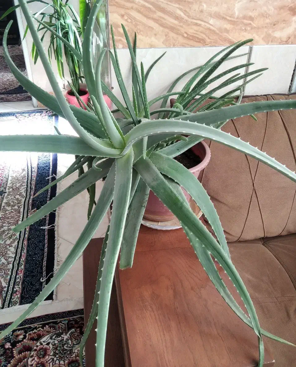 آلوئه ورا|گل و گیاه طبیعی|مشهد, انقلاب|دیوار