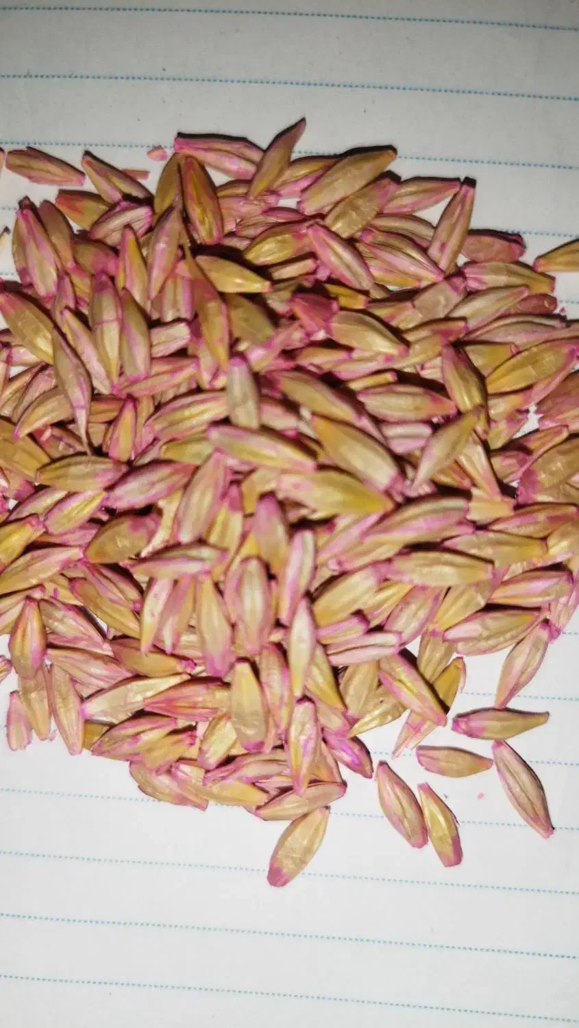 جو بذری|خدمات باغبانی و درختکاری|دهگلان, |دیوار