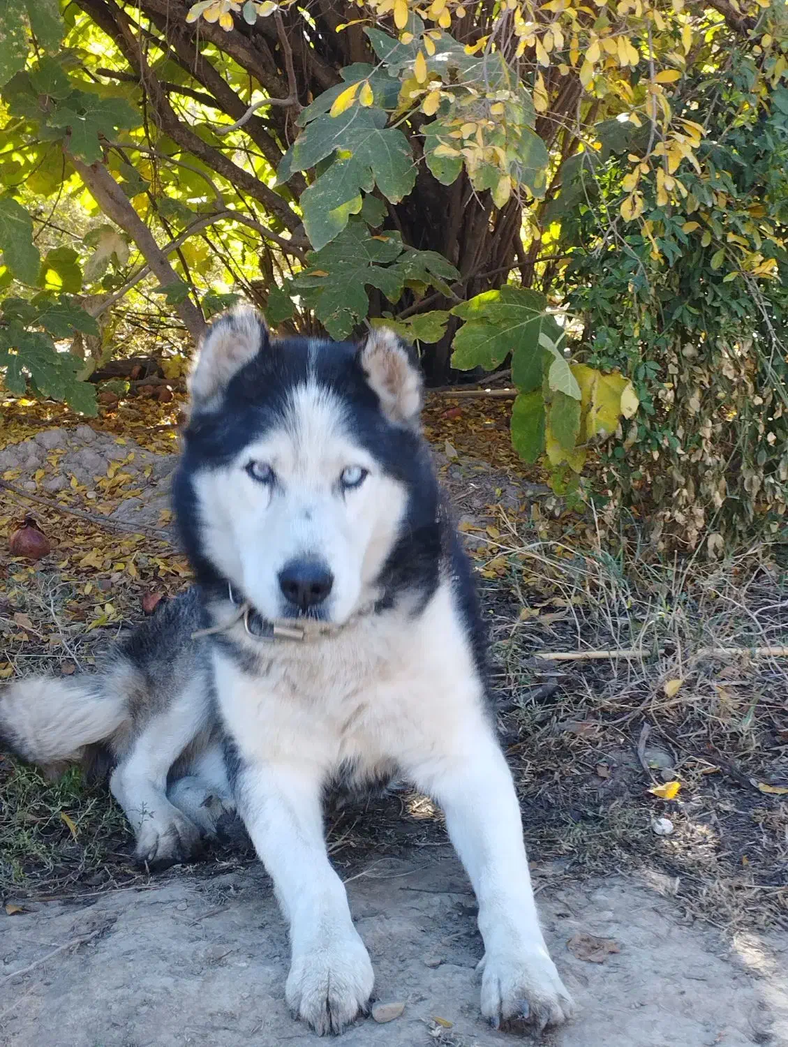 سگ هاسکی|سگ|گنبد کاووس, |دیوار