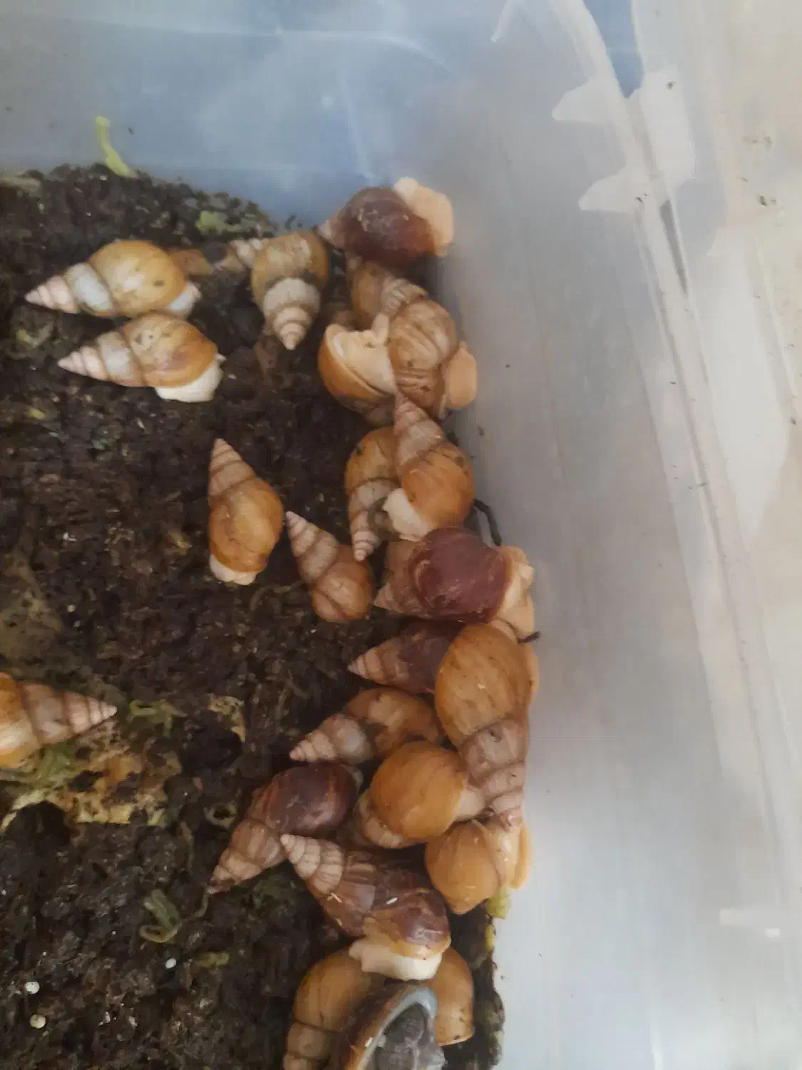 حلزون|خزنده|شیراز, نشاط|دیوار