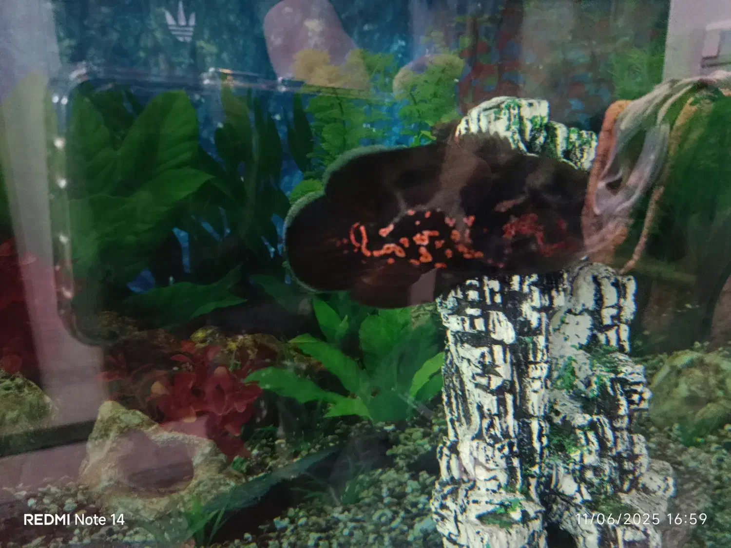 ماهی اسکار سالم وسرحال|ماهی|تهران, مجیدیه|دیوار