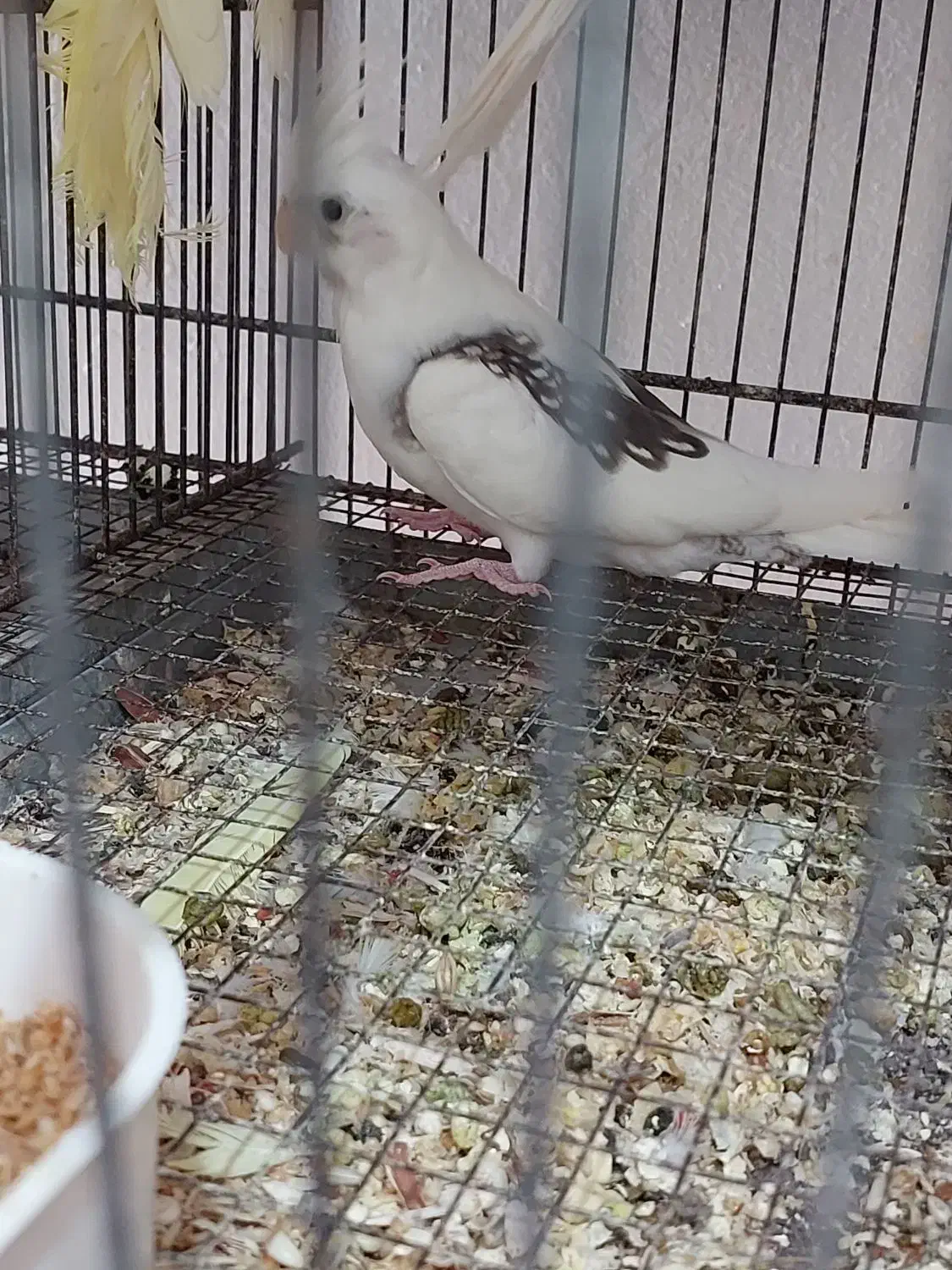 جوجه|پرنده|بندرعباس, |دیوار