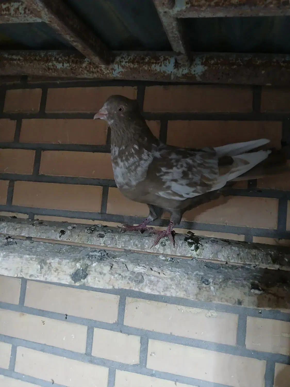 پرنده|پرنده|گتوند, |دیوار