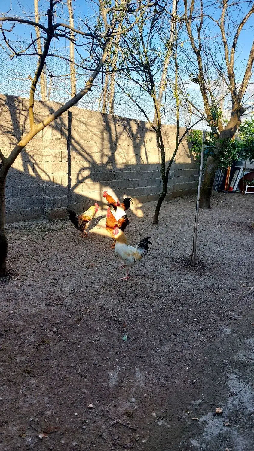 خروس محلی|حیوانات مزرعه|رشت, آب آسیاب|دیوار