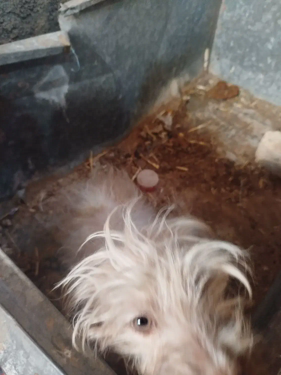 سگ زینتی|سگ|آران و بیدگل, |دیوار