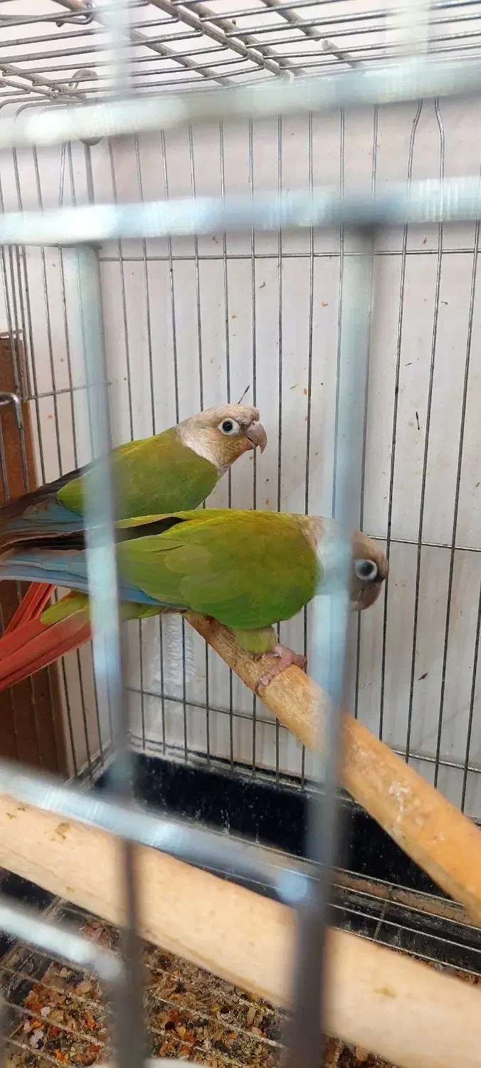 طوطی گرینچیک دو جفت|پرنده|میبد, |دیوار