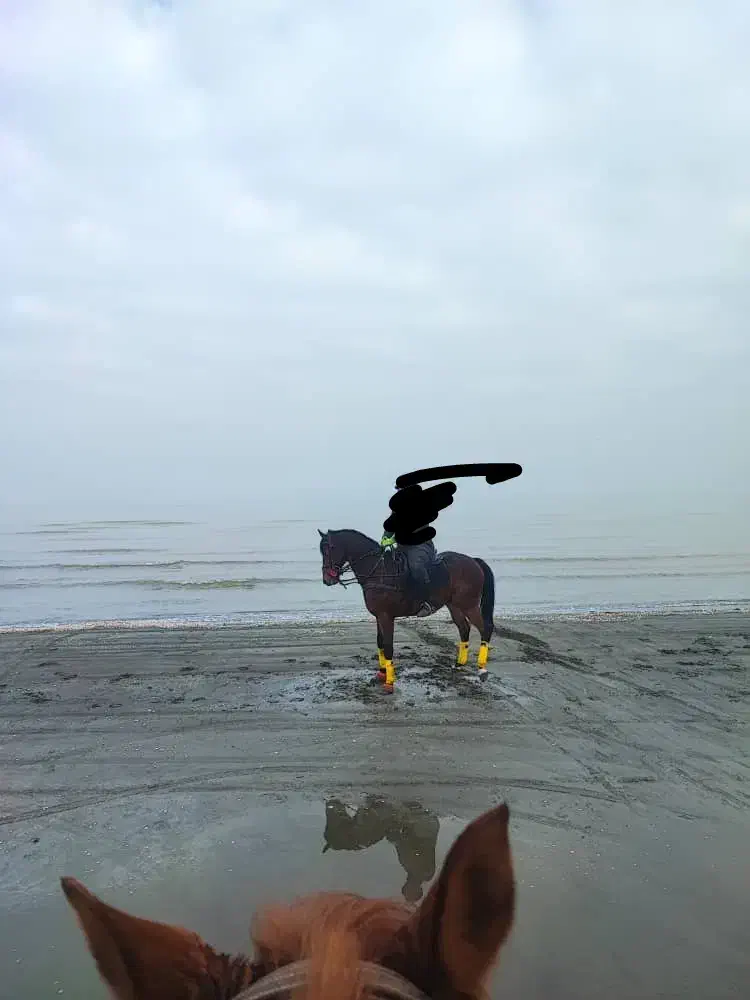 اسب ورزشی|اسب و تجهیزات اسبسواری|تبریز, |دیوار