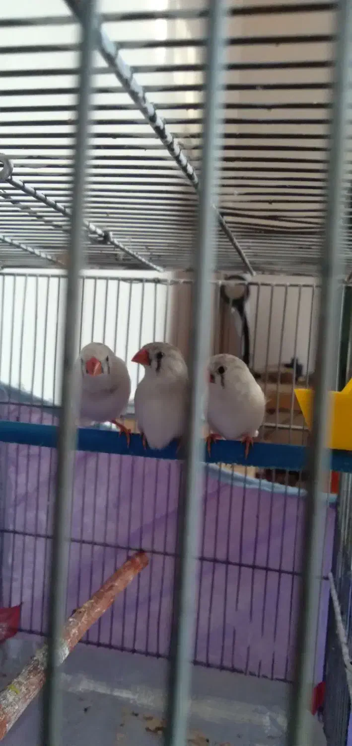 فنچ نر ماده سفید|پرنده|شاهینشهر, گرگاب|دیوار