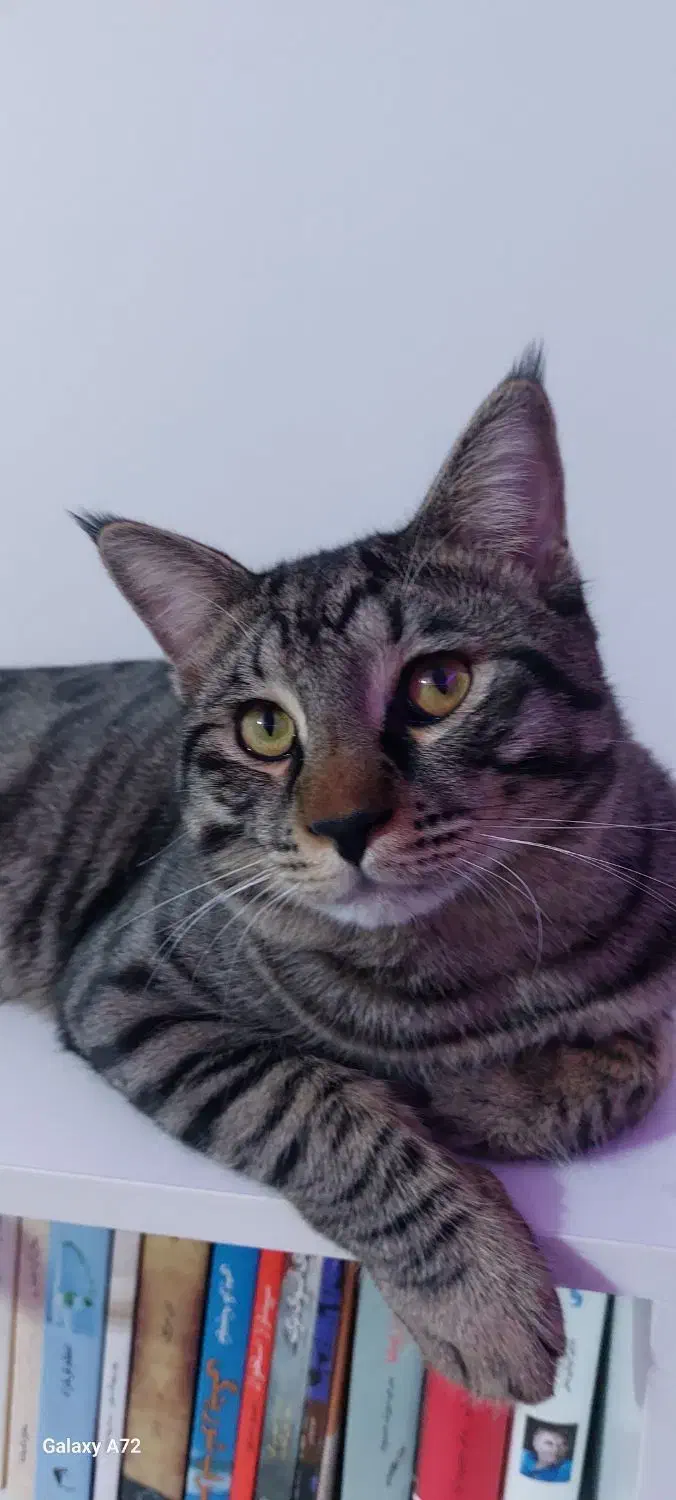 واگذاری پت|گربه|پردیس, فاز ۱۱|دیوار