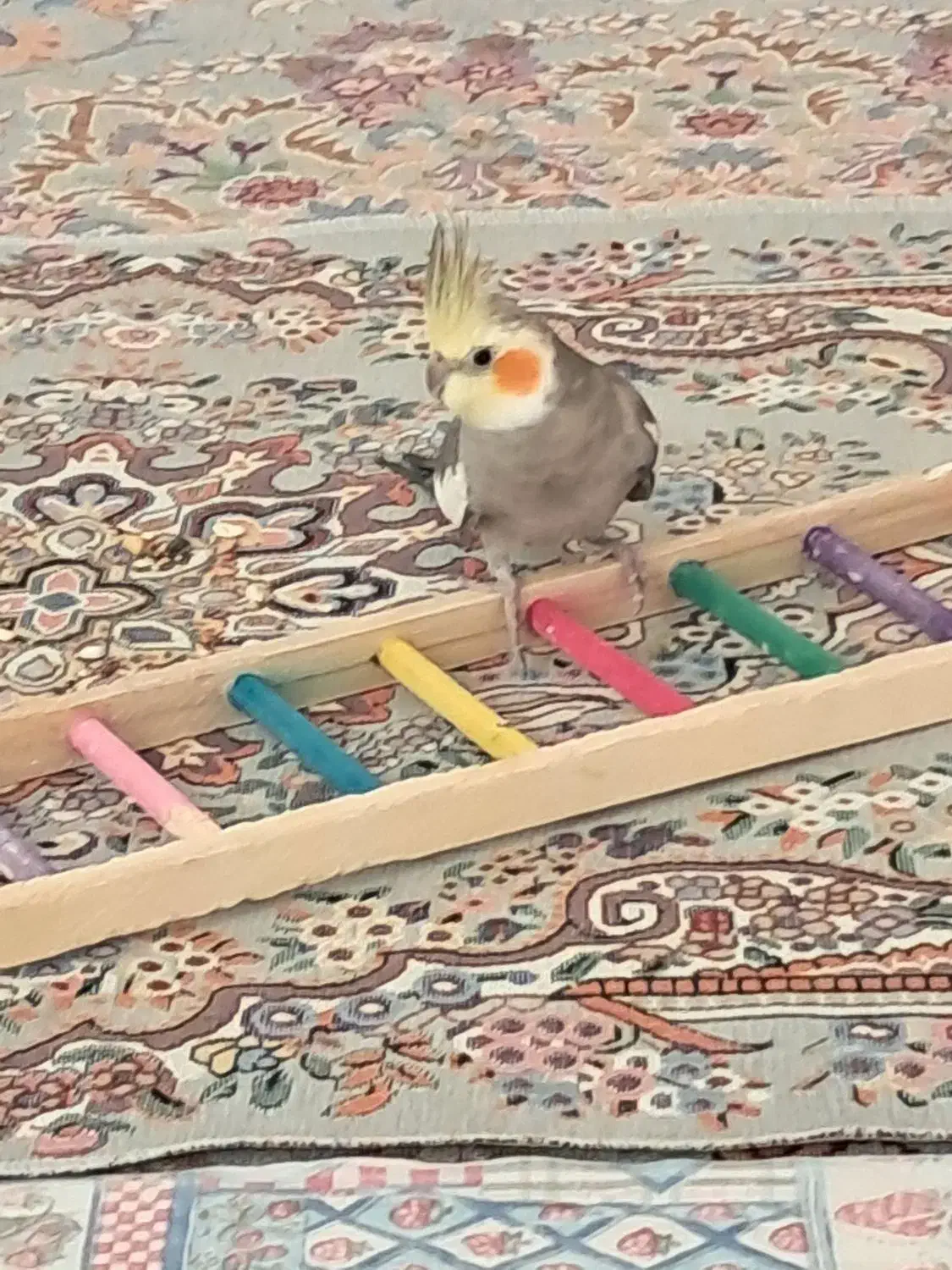 عروس هلندی گمشده|حیوانات|کرج, ساسانی (قلمستان)|دیوار