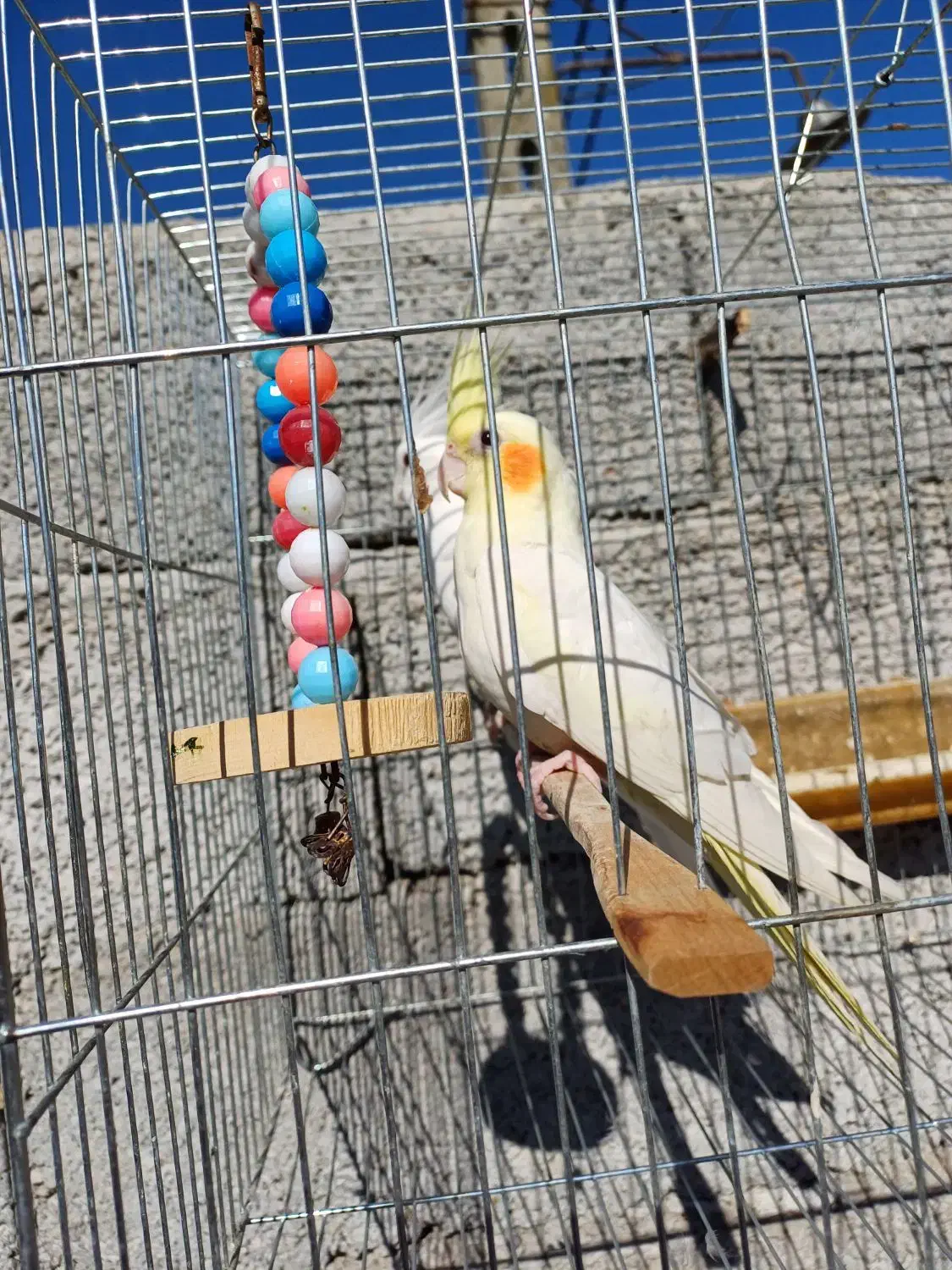 دو جفت عروس هلندی|پرنده|پارس‌آباد, |دیوار