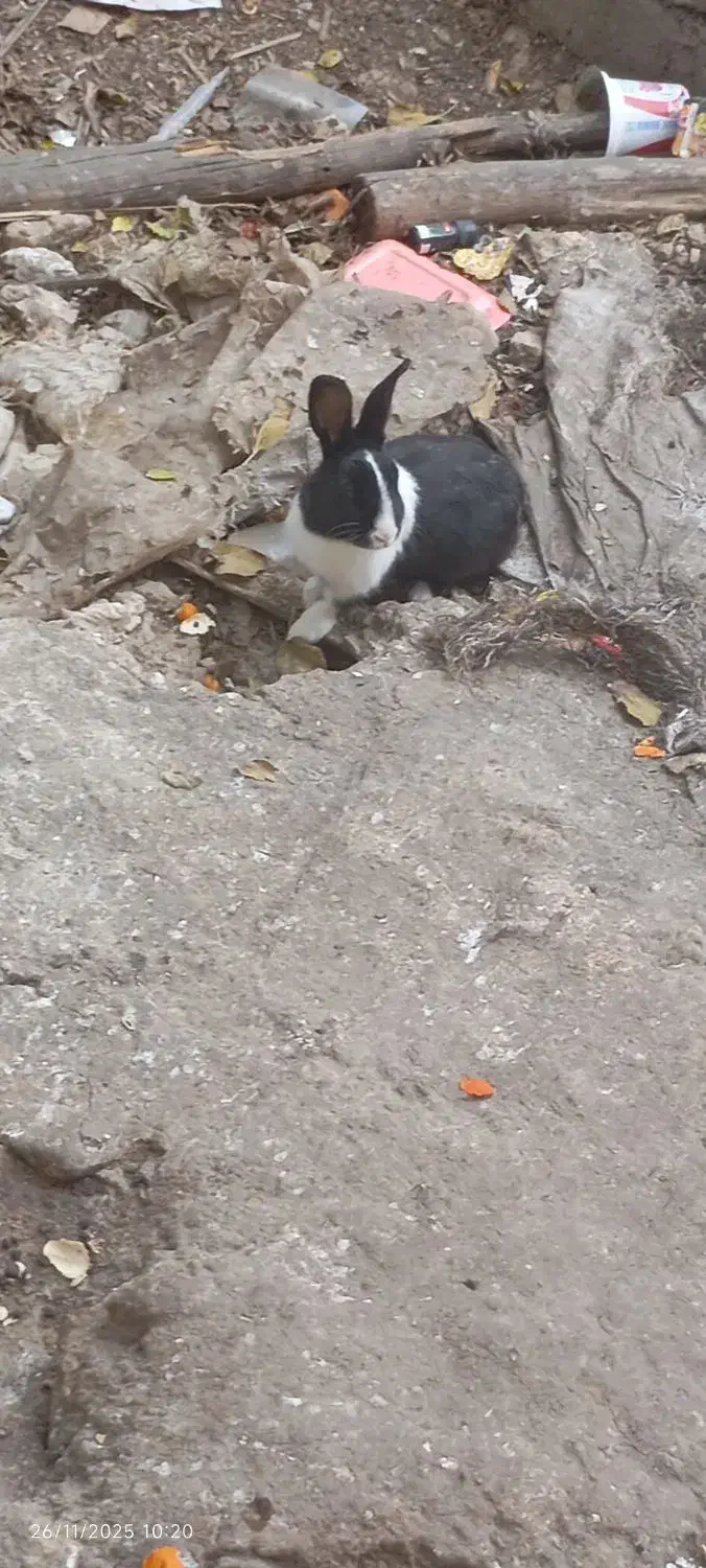 خرگوش باهوش|موش و خرگوش|مینودشت, |دیوار