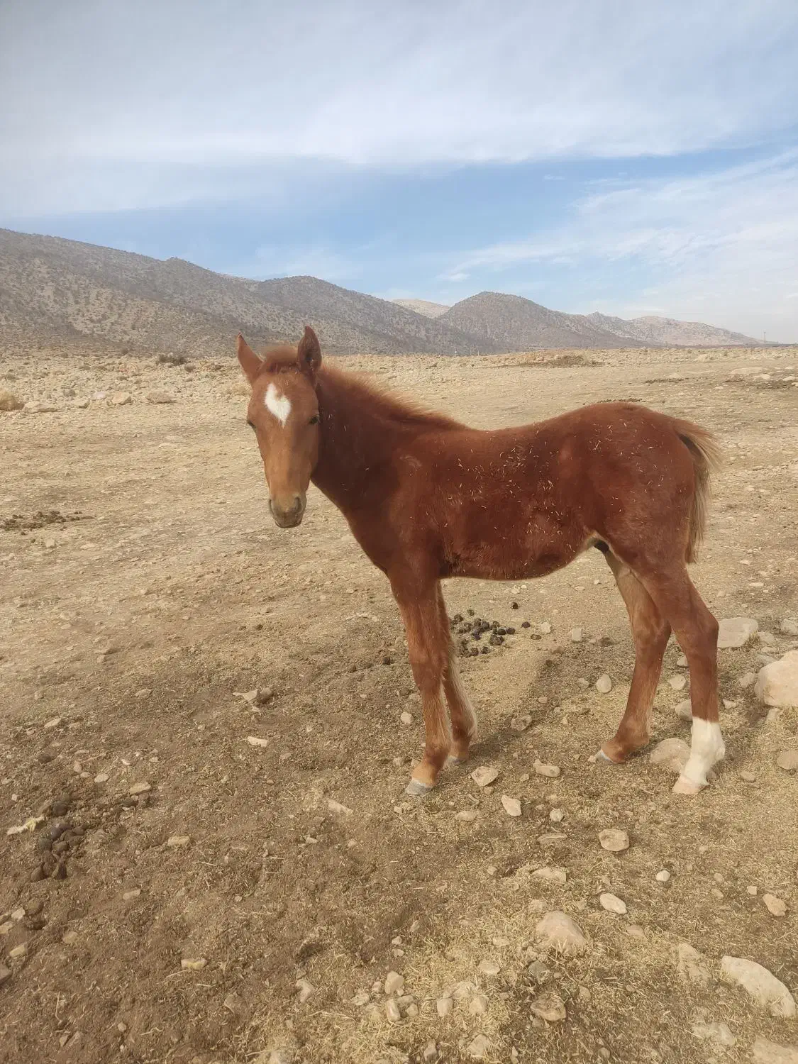 اسب|اسب و تجهیزات اسبسواری|سیاخ دارنگون, |دیوار