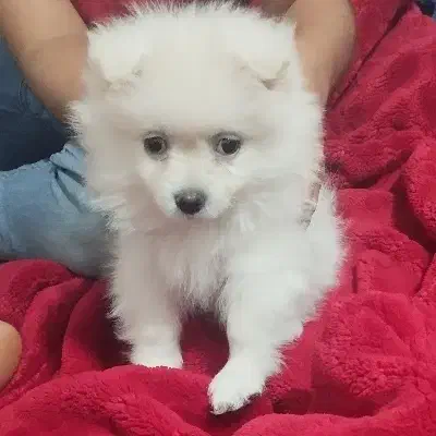 سگ خانگی|سگ|بوشهر, |دیوار