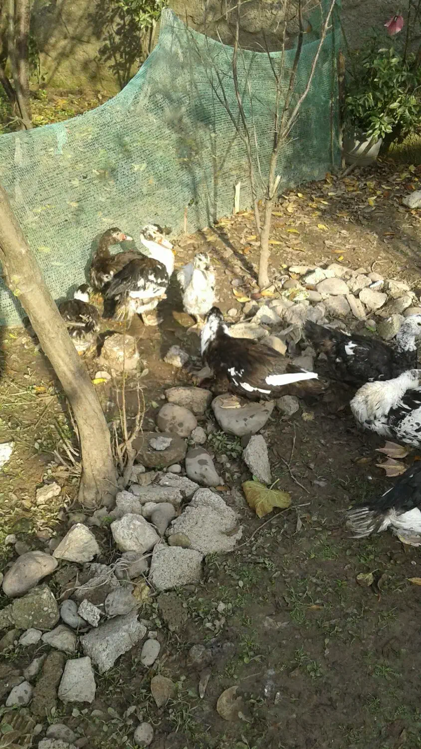 اردک|حیوانات مزرعه|سنگر, |دیوار