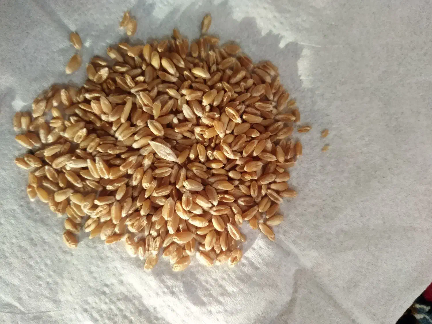 گندم پیشگام آبی|عمدهفروشی|خرمآباد, |دیوار