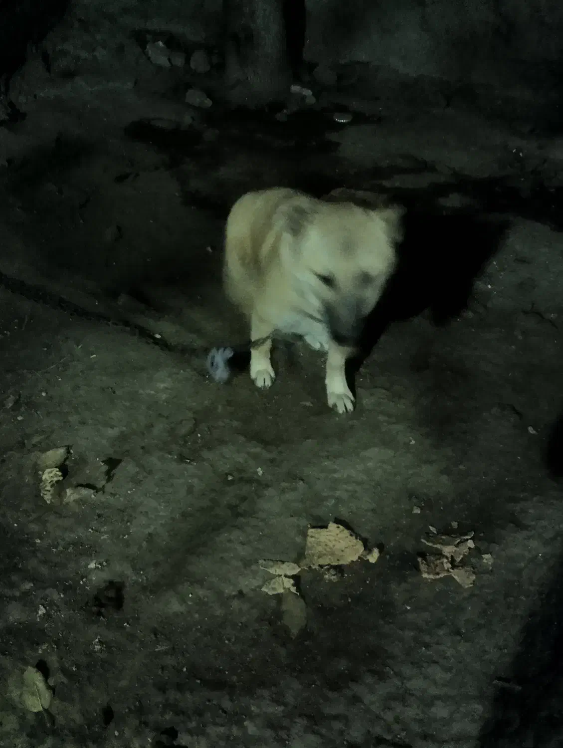 توله 5ماهه سرابی اصل نر|سگ|سرعین, |دیوار