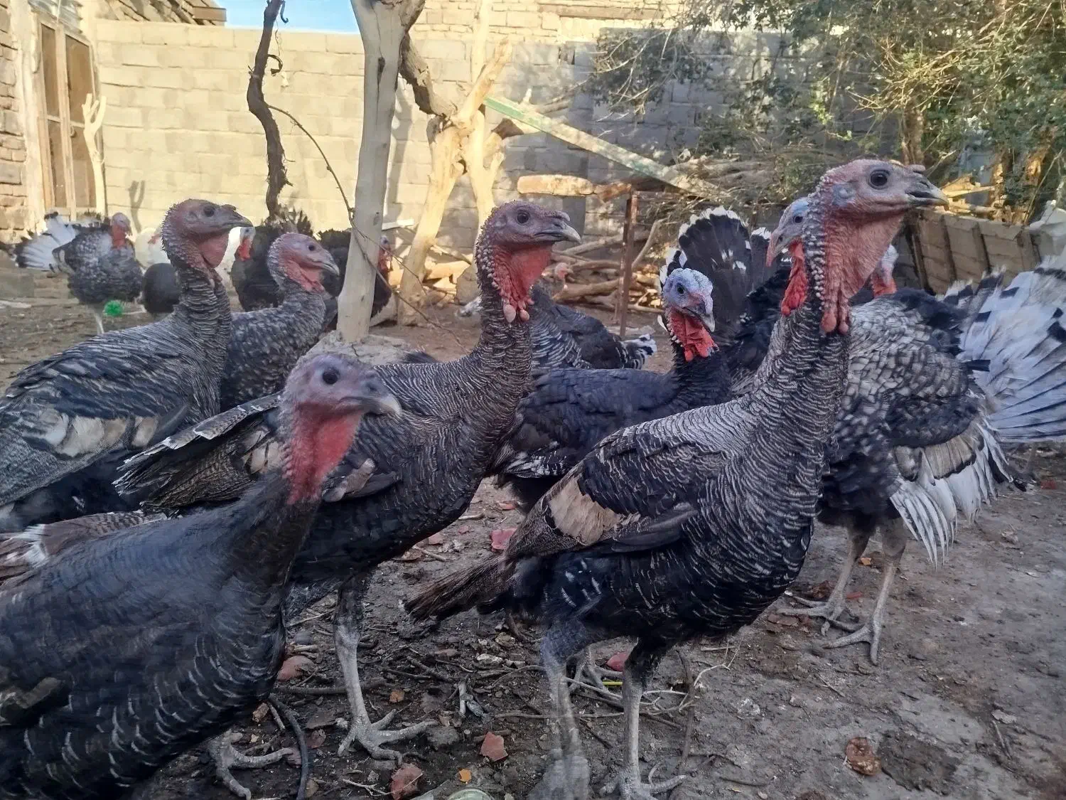 بوقلمون نروماده|حیوانات مزرعه|زهک, |دیوار