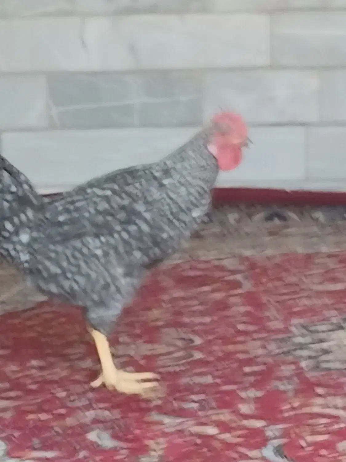 خروس بومی|حیوانات مزرعه|اردکان, |دیوار