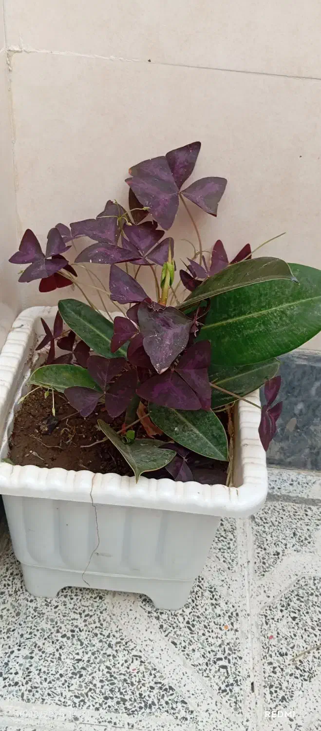 گل فیکوس|گل و گیاه طبیعی|شبستر, |دیوار