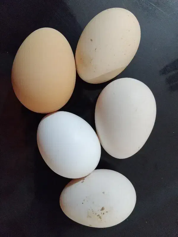 تخم مرغ محلی|خوردنی و آشامیدنی|برازجان, |دیوار