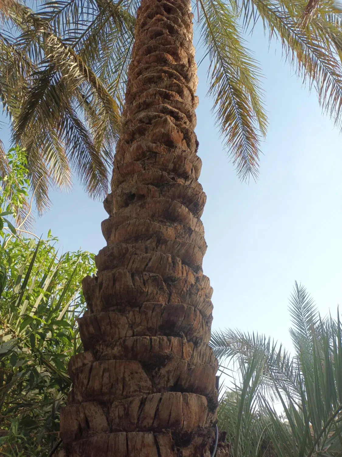 برش درختان(نخل) مزاحم ساخت وساز وقطعه کردن چوب|خدمات باغبانی و درختکاری|بم, |دیوار