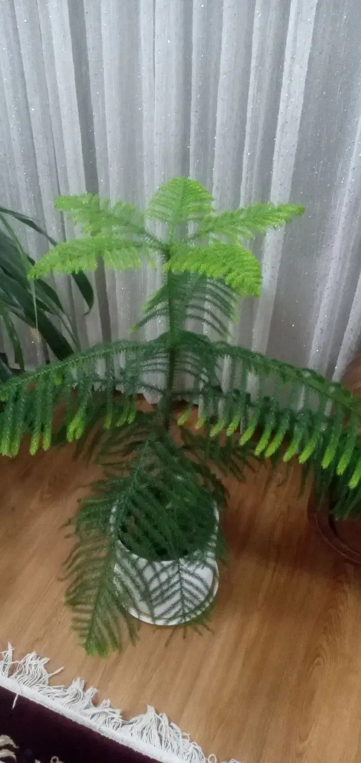 گل و گیاه|گل و گیاه طبیعی|نیشابور, خط کاشمر|دیوار