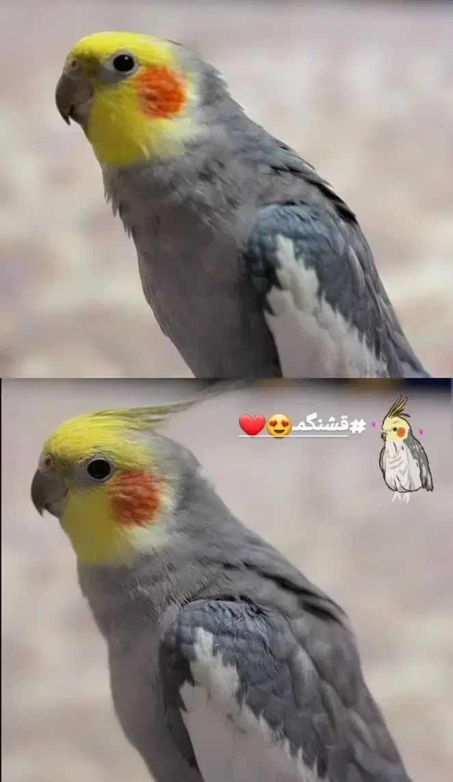 فروش عروس هلندی|پرنده|دره شهر, |دیوار