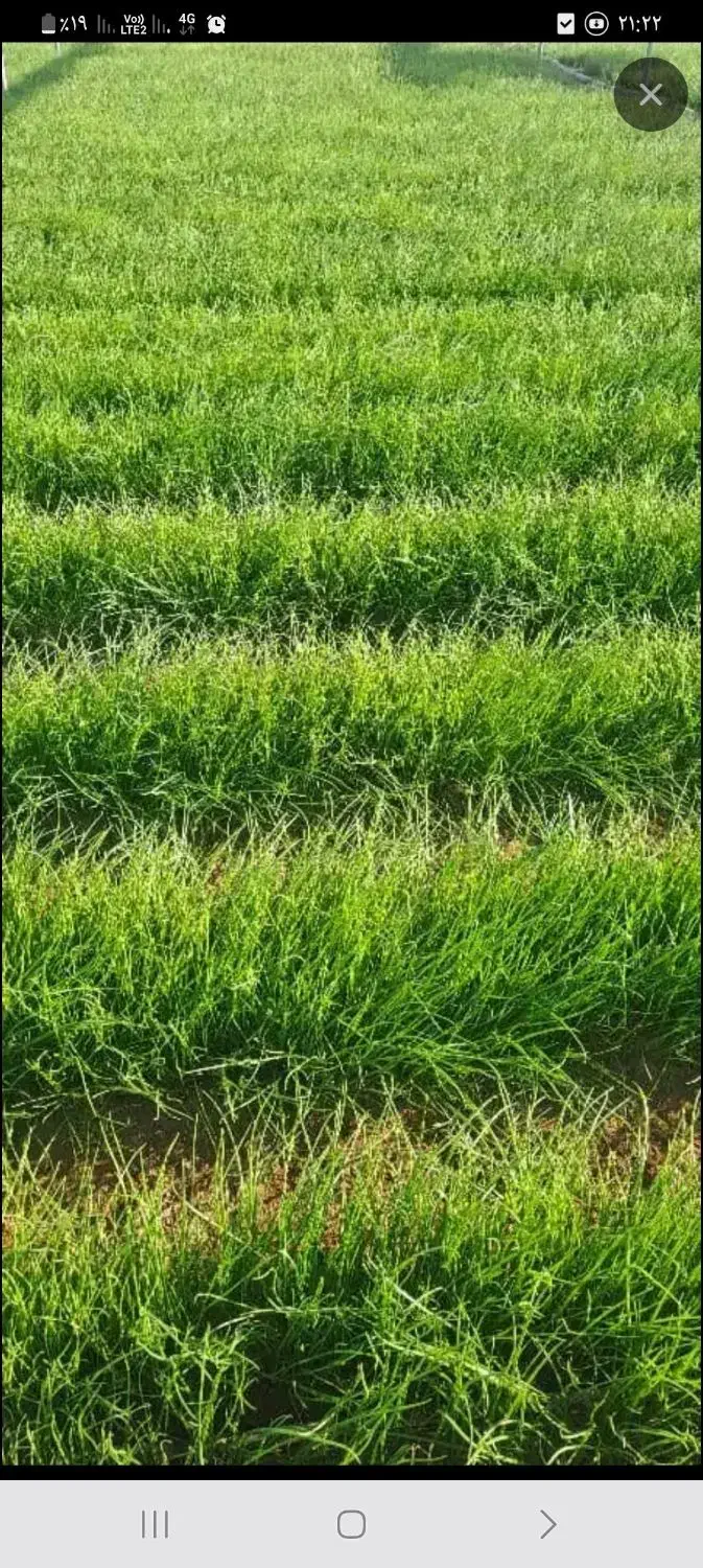 نشا پیاز|خدمات باغبانی و درختکاری|جیرفت, |دیوار