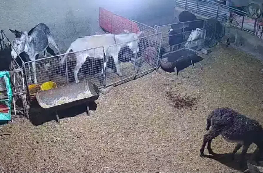 فروش الاغ ماده با کره ماده|حیوانات مزرعه|مبارکه, |دیوار