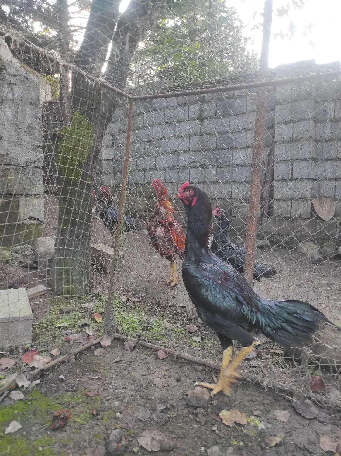 خروس لاری اصیل مشکی|حیوانات مزرعه|کلارآباد, |دیوار