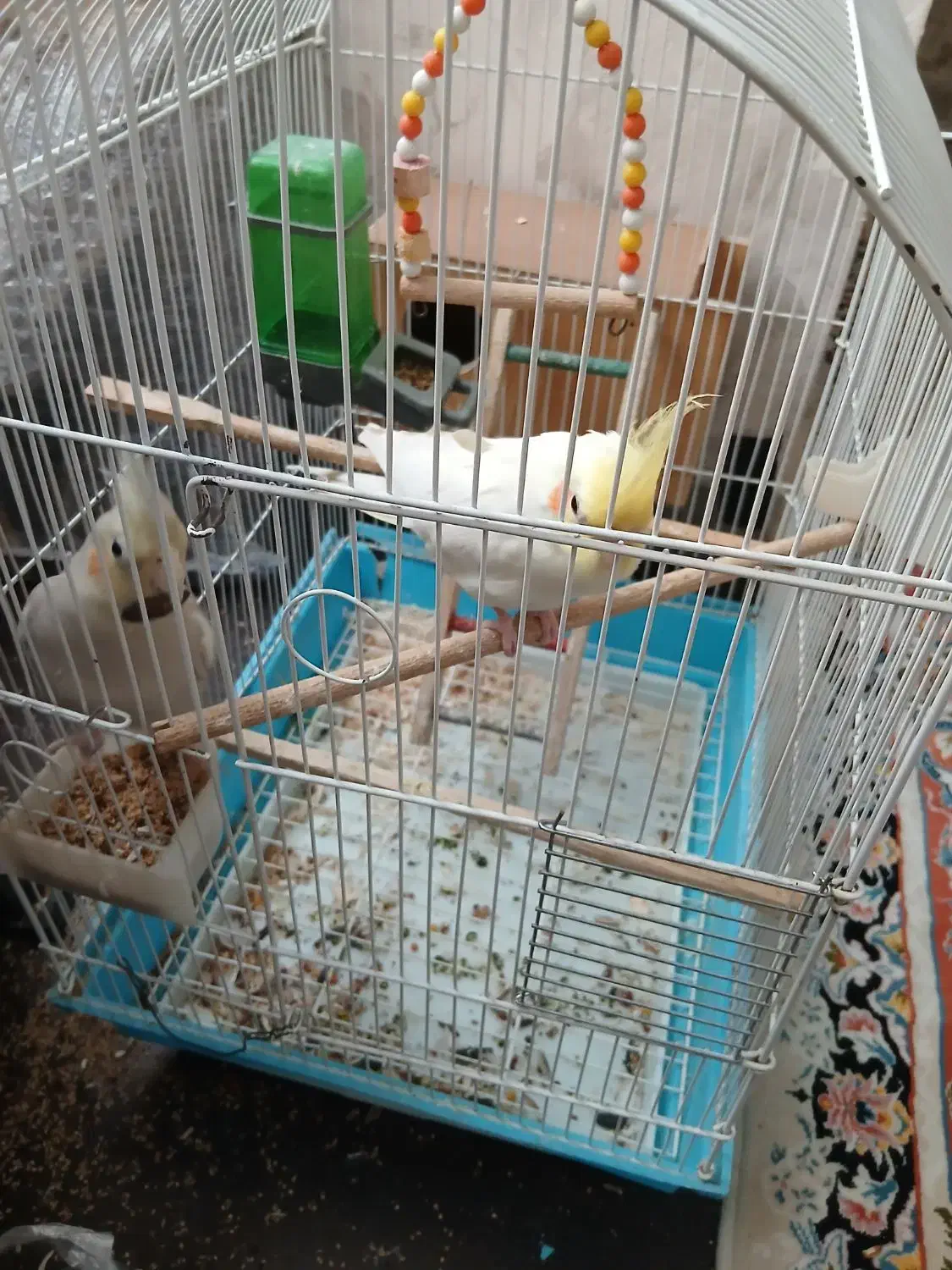 جفت طوطی عروس هلندی|پرنده|قزوین, |دیوار