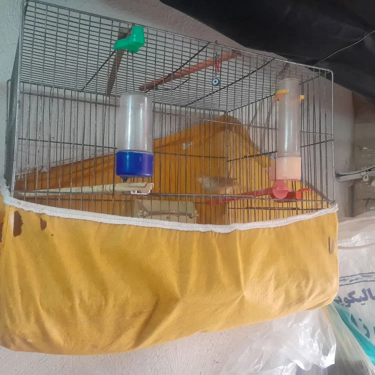 قناری|پرنده|الوند, |دیوار