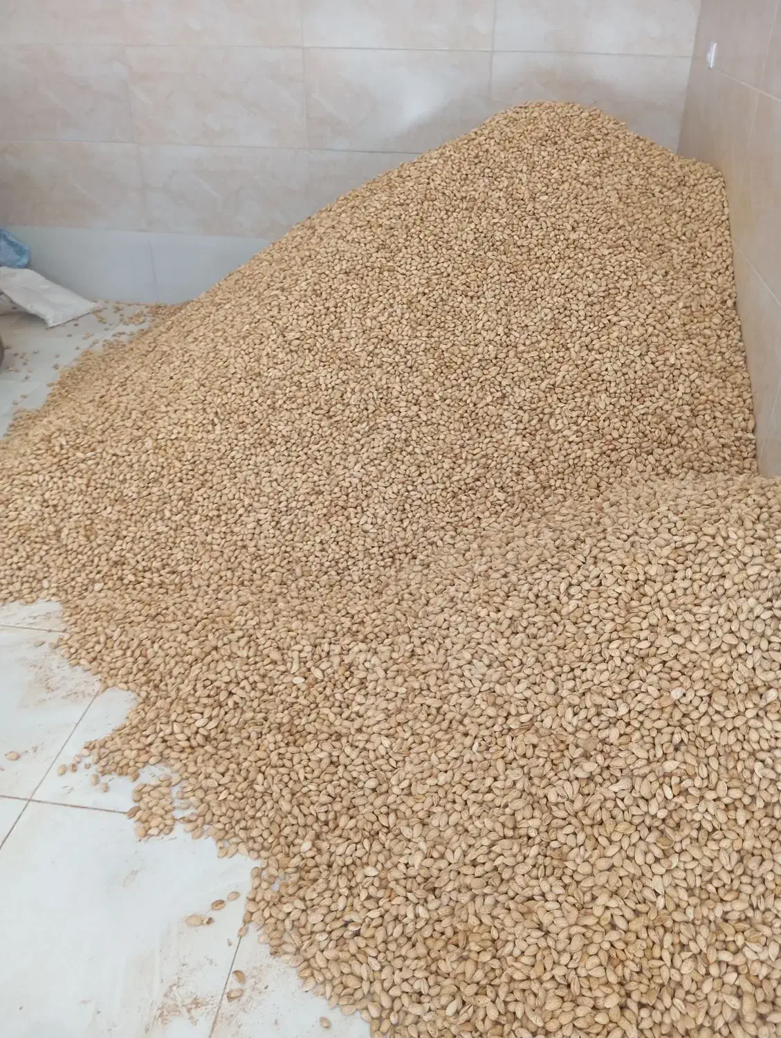 بادام سفید|عمدهفروشی|زاینده رود, |دیوار