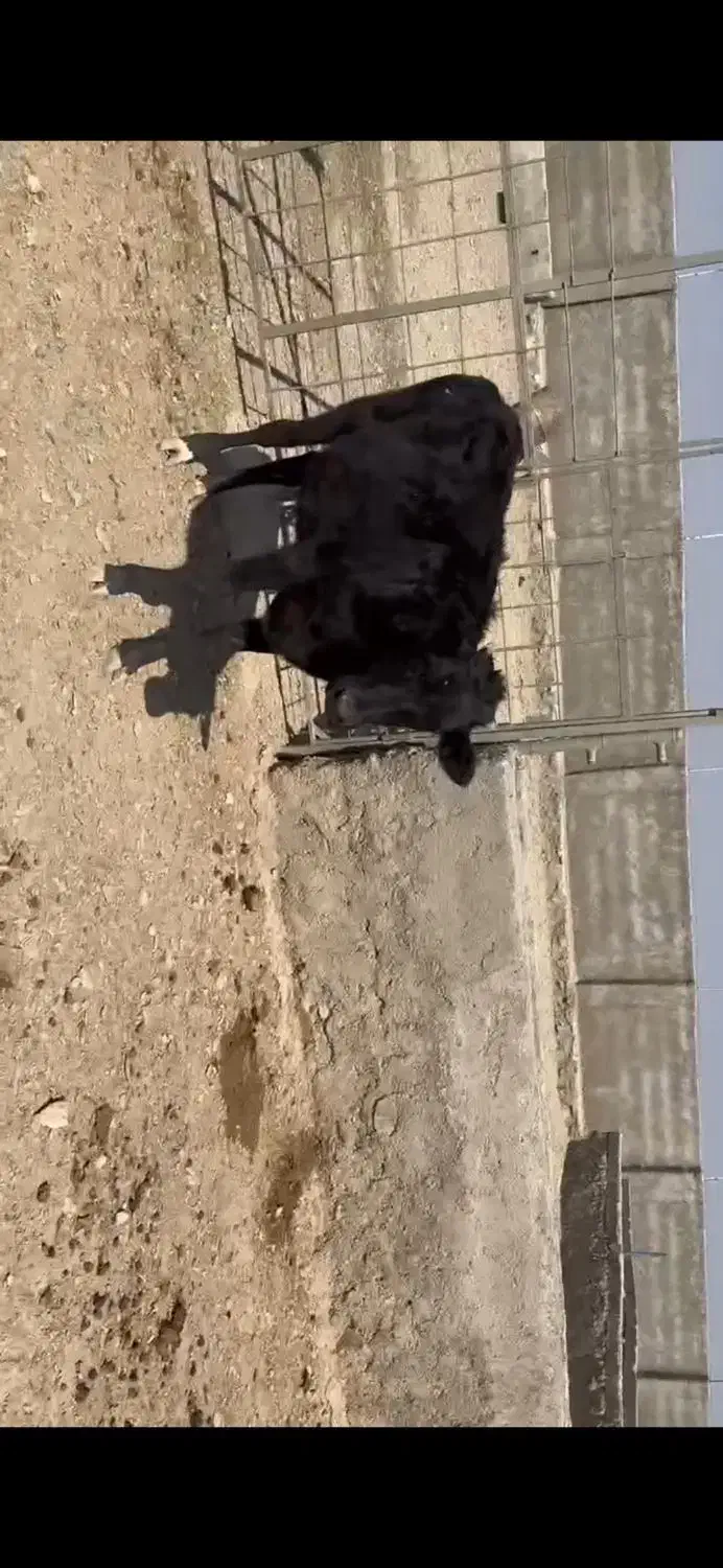 فروش ۳ عدد تلیسه|حیوانات مزرعه|درمیان, |دیوار