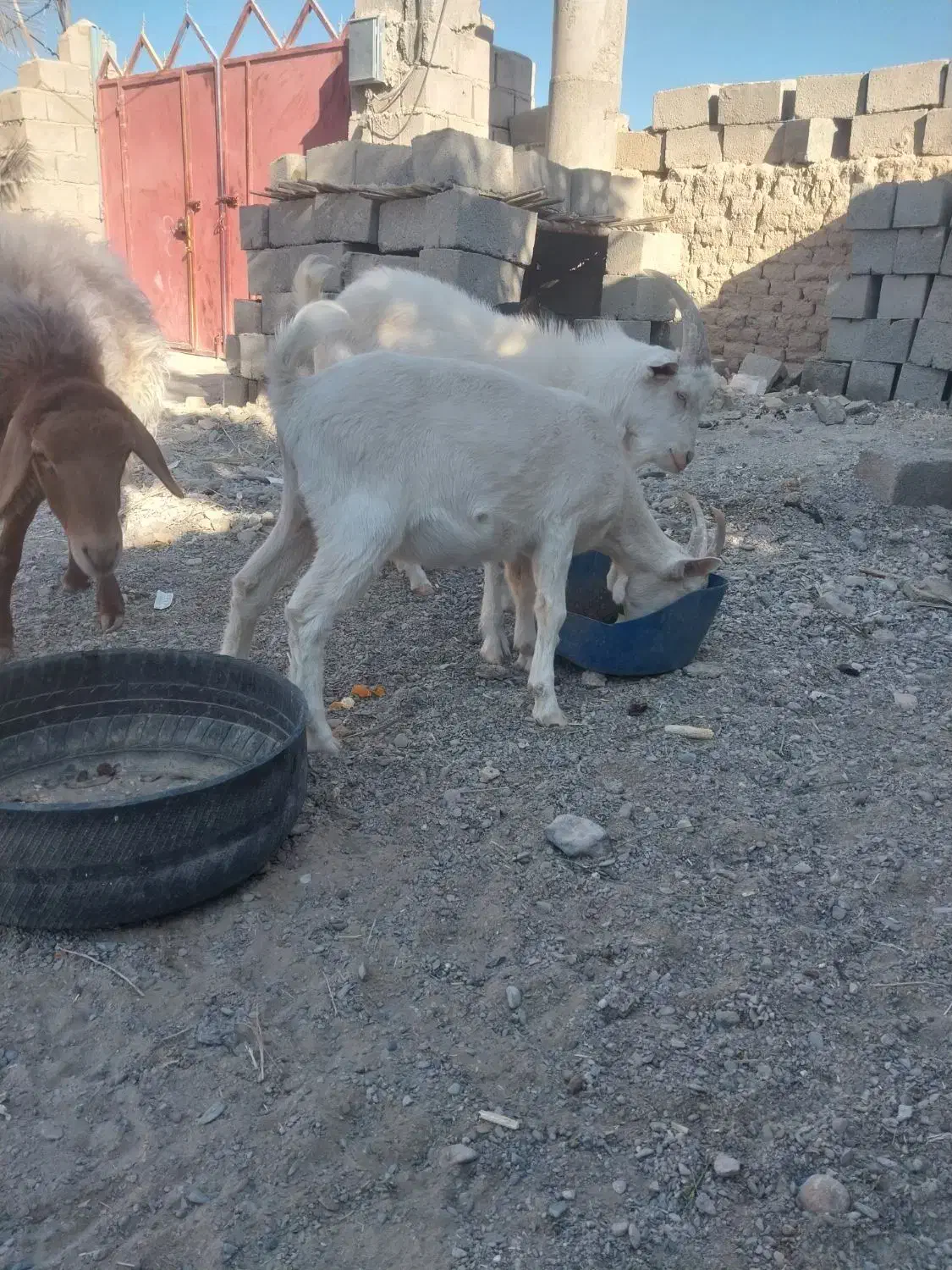 فروشی|حیوانات مزرعه|سیب و سوران, |دیوار