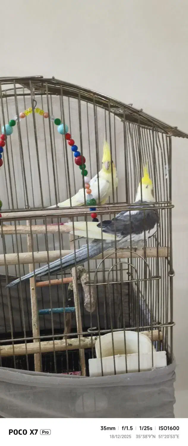 یک جفت عروس هلندی|پرنده|تهران, شهرک صادقیه|دیوار