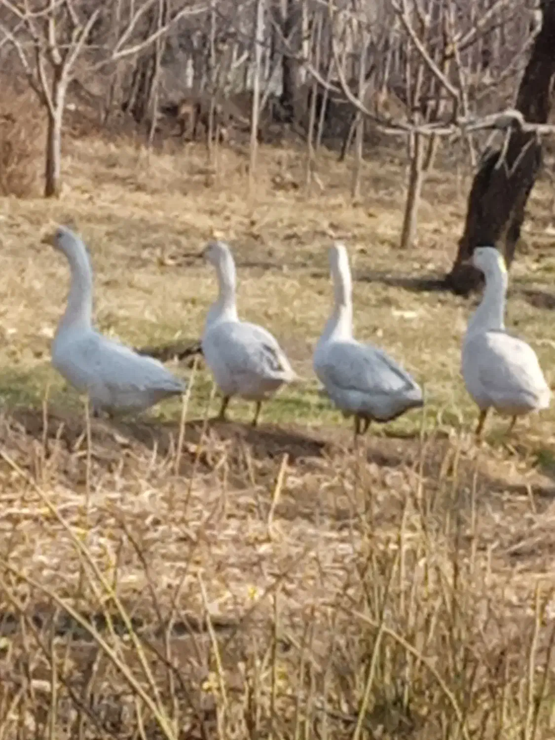 فروشی|حیوانات مزرعه|خوی, |دیوار