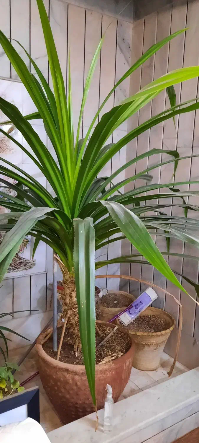 فروش گل پاندانوس|گل و گیاه طبیعی|اصفهان, لنبان|دیوار